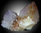 Cactus Quartz (Amethyst) Crystals - South Africa #33901-1